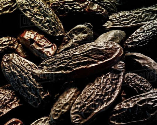 TONKA BEAN